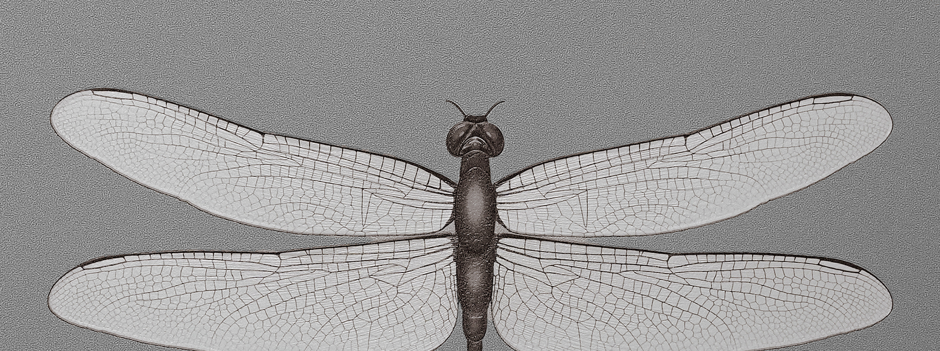 Изображение Andrea Rossi Cavoli 54426-7